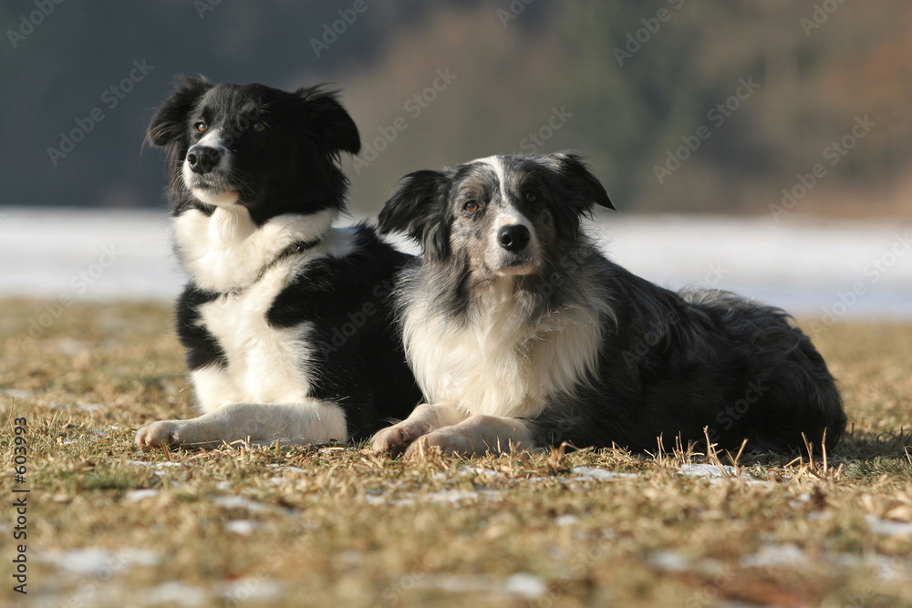 2 border collies