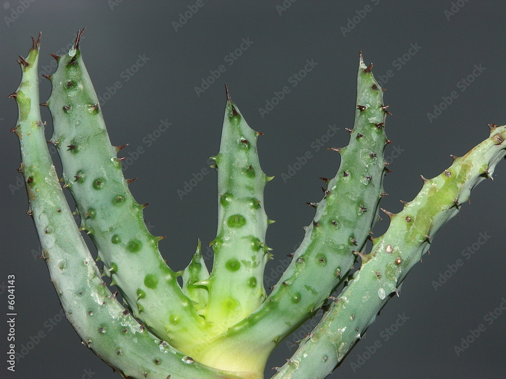 Naklejka premium cactus aloe