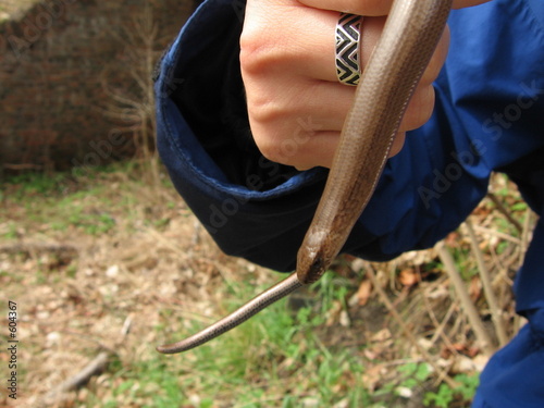 slow worm