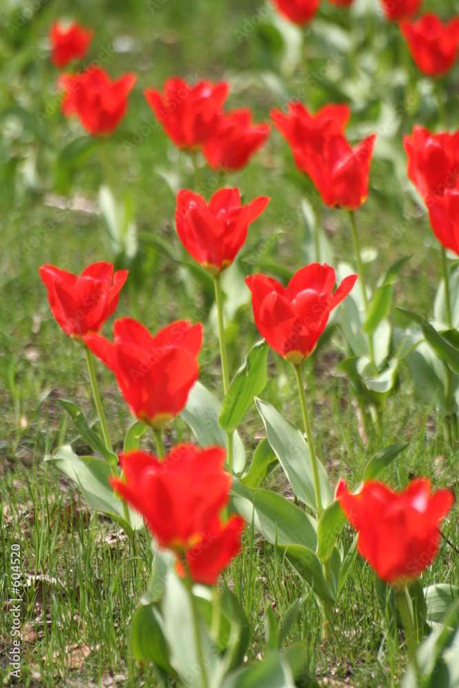 Fototapeta premium tulpenfeld