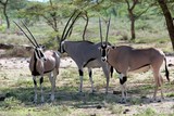 groupe d'oryxs