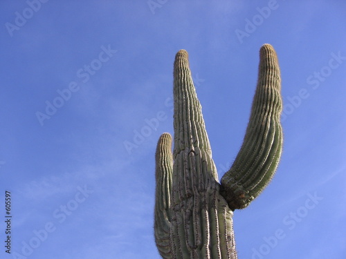 cactus sky