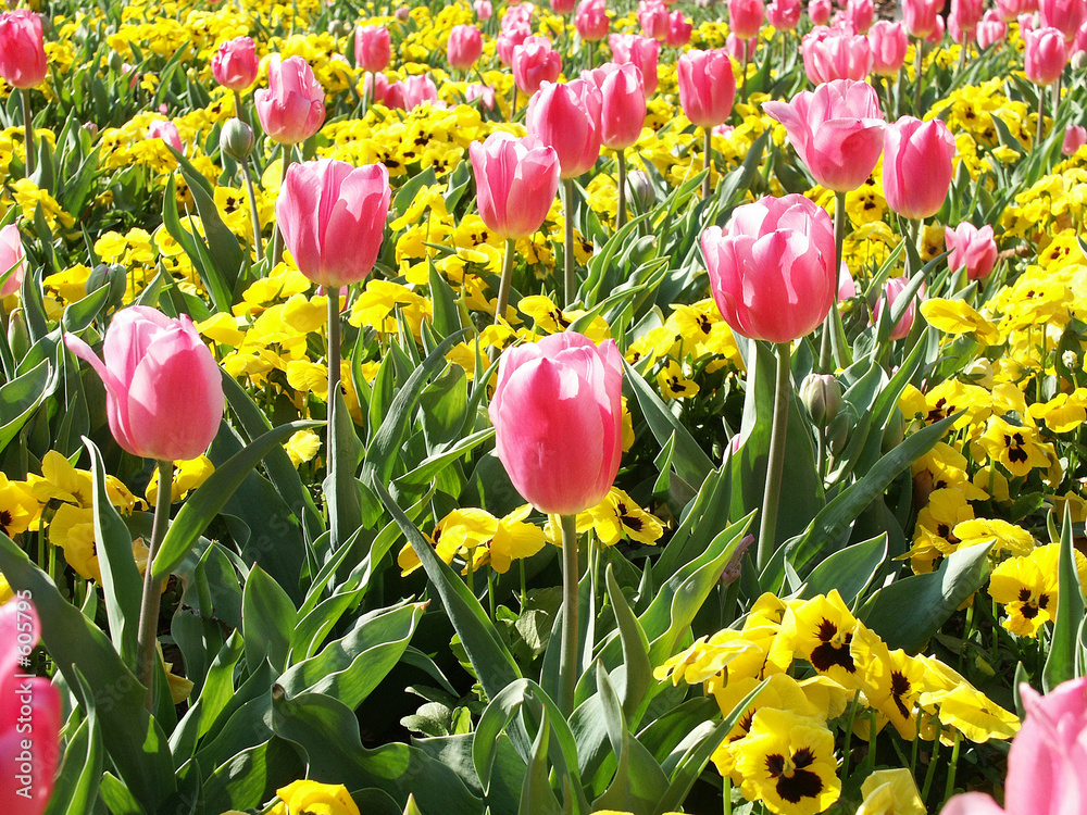 Obraz premium tulips and pansies