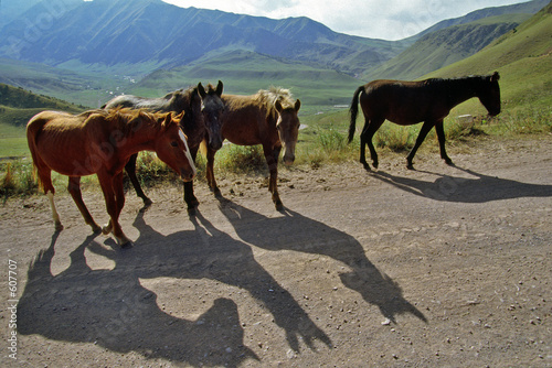 four horses on road