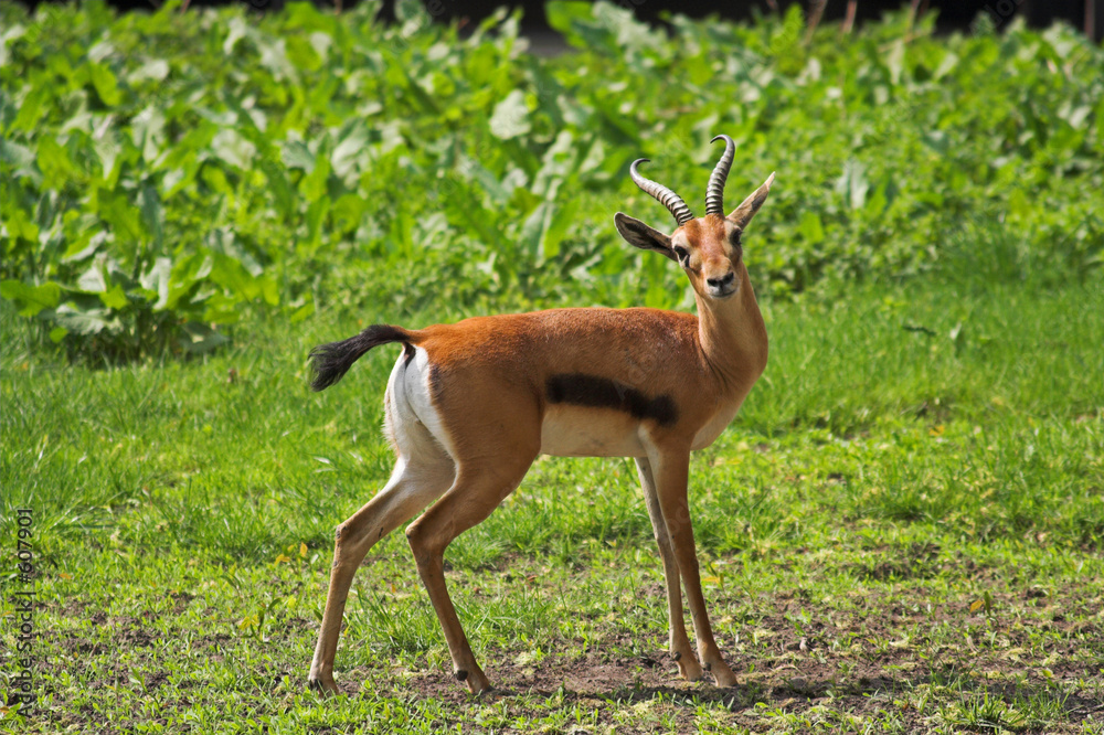 red-fronted gazelle red-fronted gazelle
