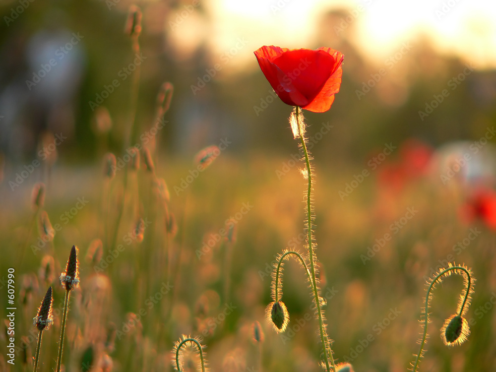 Obraz premium flower