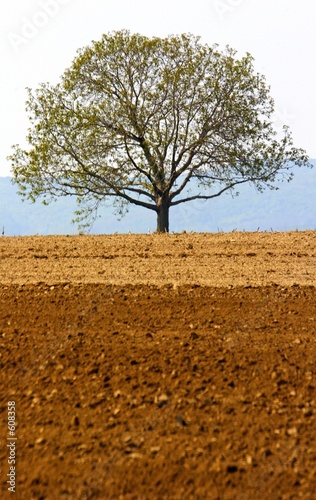 tree and farmland