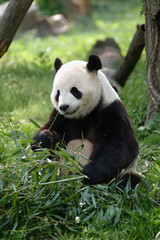 Fotobehang Panda Reuzenpanda in natuurlijke habitat  © Michael Flippo