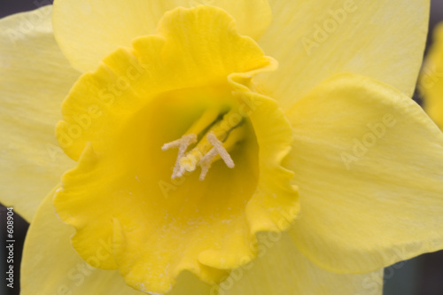 daffodil macro