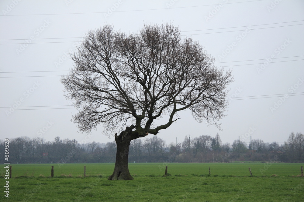 Konstfotografi isolated tree
