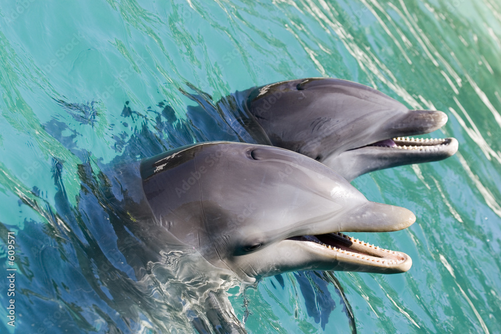 Fototapeta premium two dolphins playing