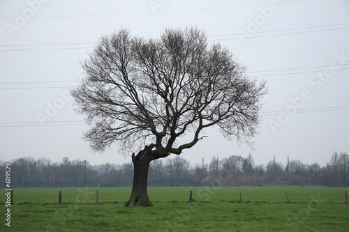 Schilderij op canvas isolated tree