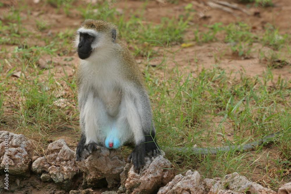 Obraz premium grivet aux aguets