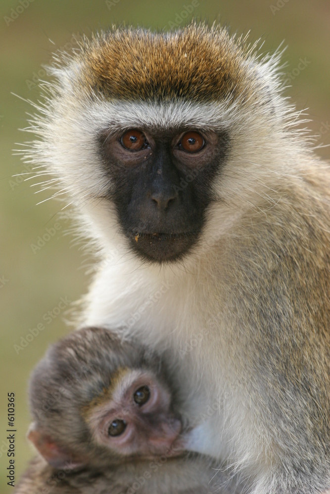 grivet de face et son petit grivet de face et son petit