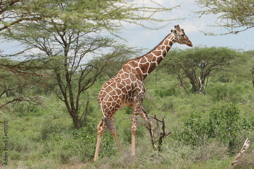 girafe dans les acacias