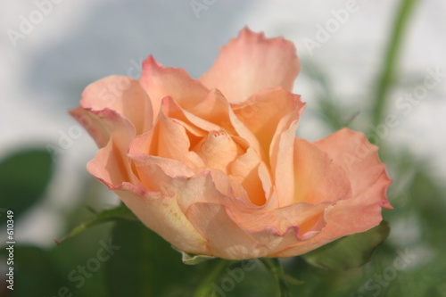 Fototapeta Naklejka Na Ścianę i Meble -  die lachsfarbene rose