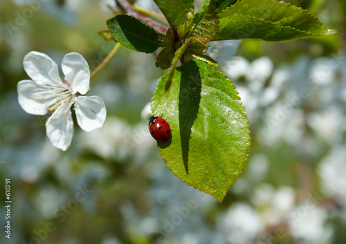 ladybird photo