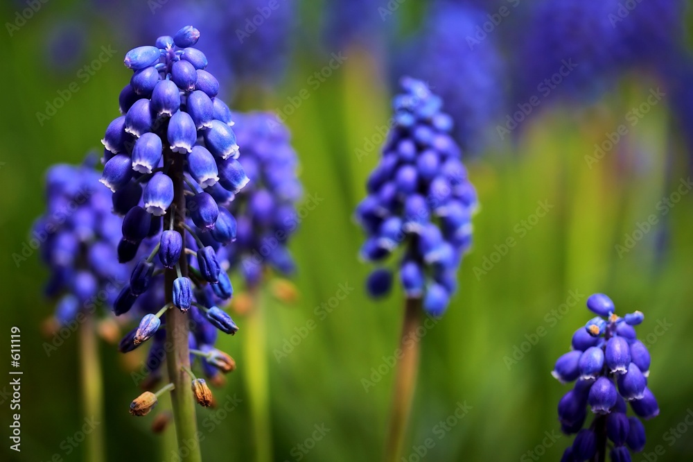 grape hyacinth grape hyacinth