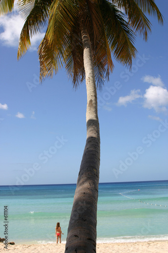 palmier république dominicaine photo