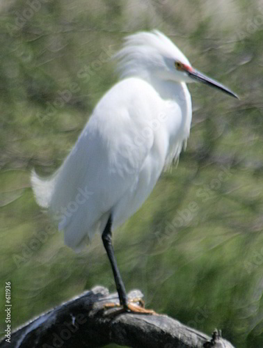 egret #7