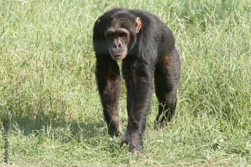 chimpanzé marchant