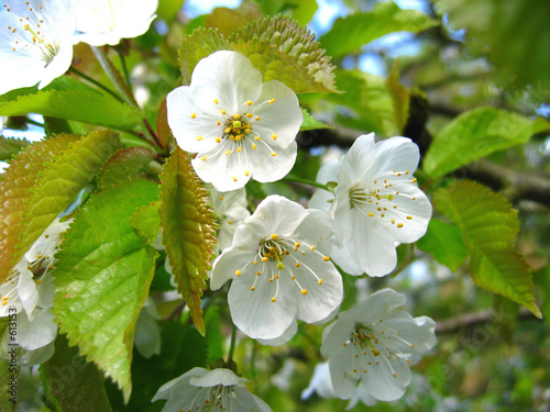 cherry blossom