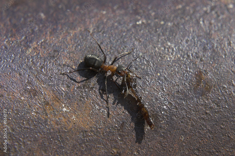 ant with production ant with production