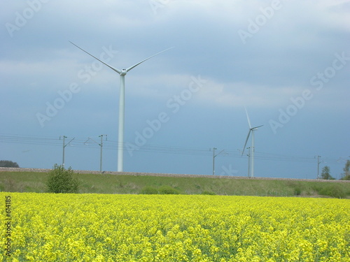 éoliennes et colza