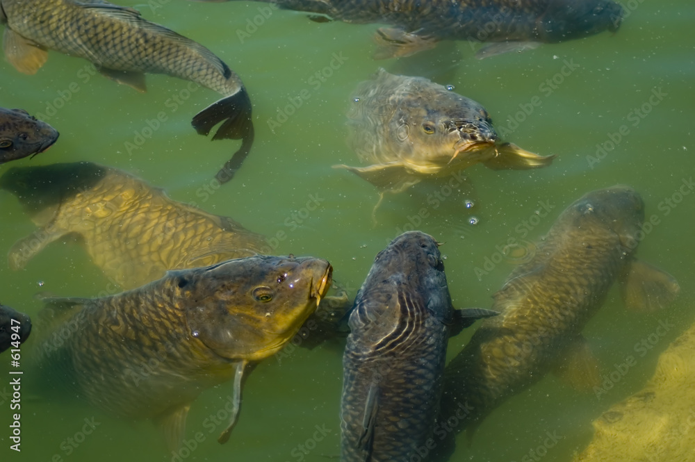 Foto carp feeding