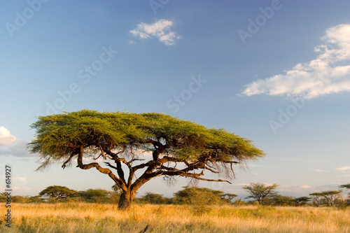 Fototapeta african landscape