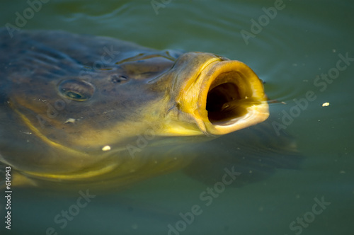 carp eating