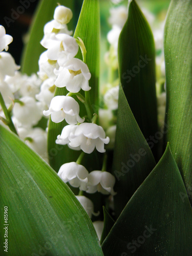 muguet photo