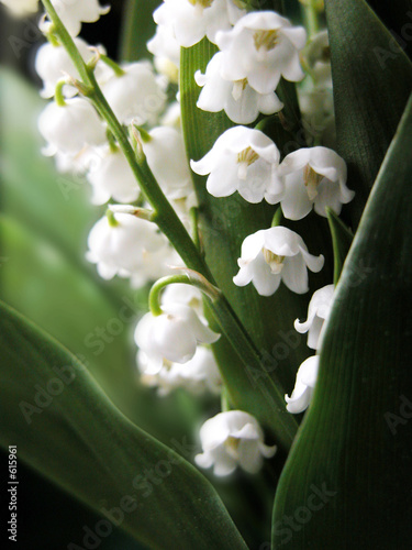 muguet