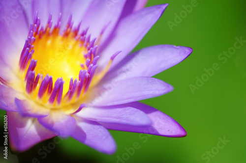 waterlily photo