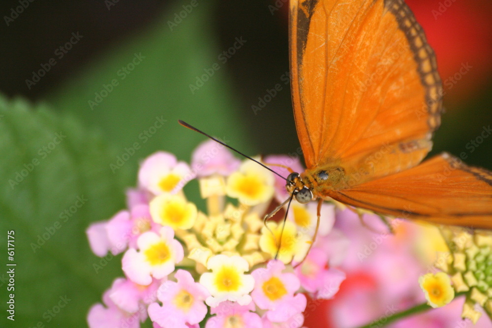 roter schmetterling auf blüte roter schmetterling auf blüte