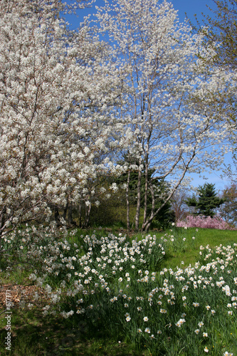 blossoms everywhere