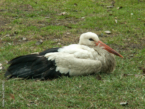stork