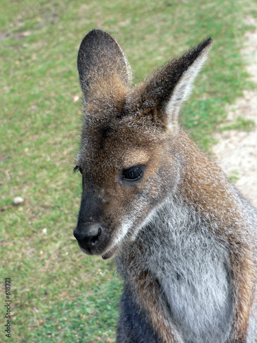 cheeky wallaby