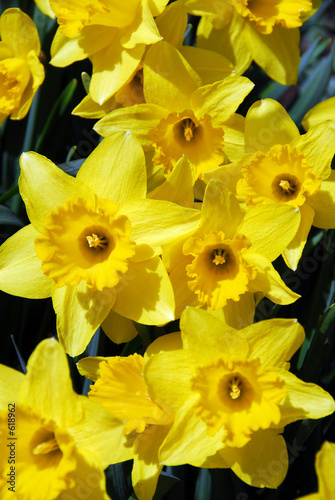 daffodils #618962