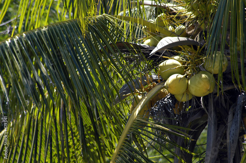 coconut tree