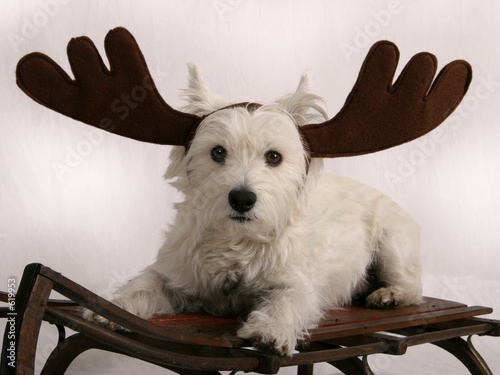 reindog