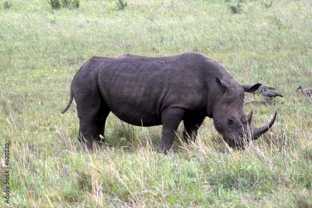 nashorn nashorn