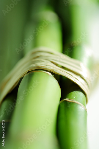bamboo