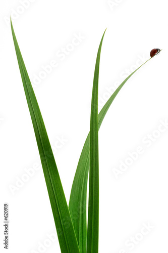 ladybird - on grass