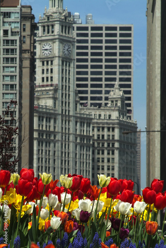 spring at the wrigley building