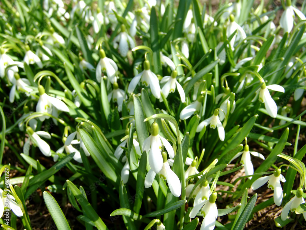 snowdrops 2 snowdrops 2