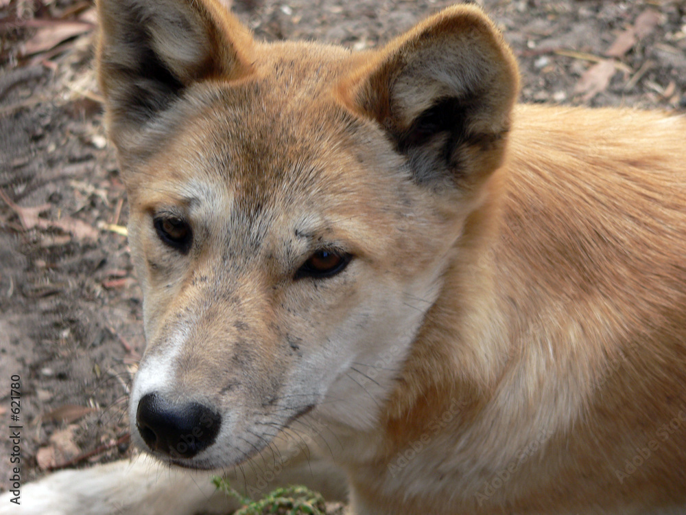 Fototapeta premium golden dingo