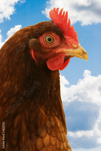 rooster on sky