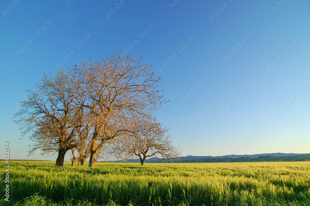 rural countryside