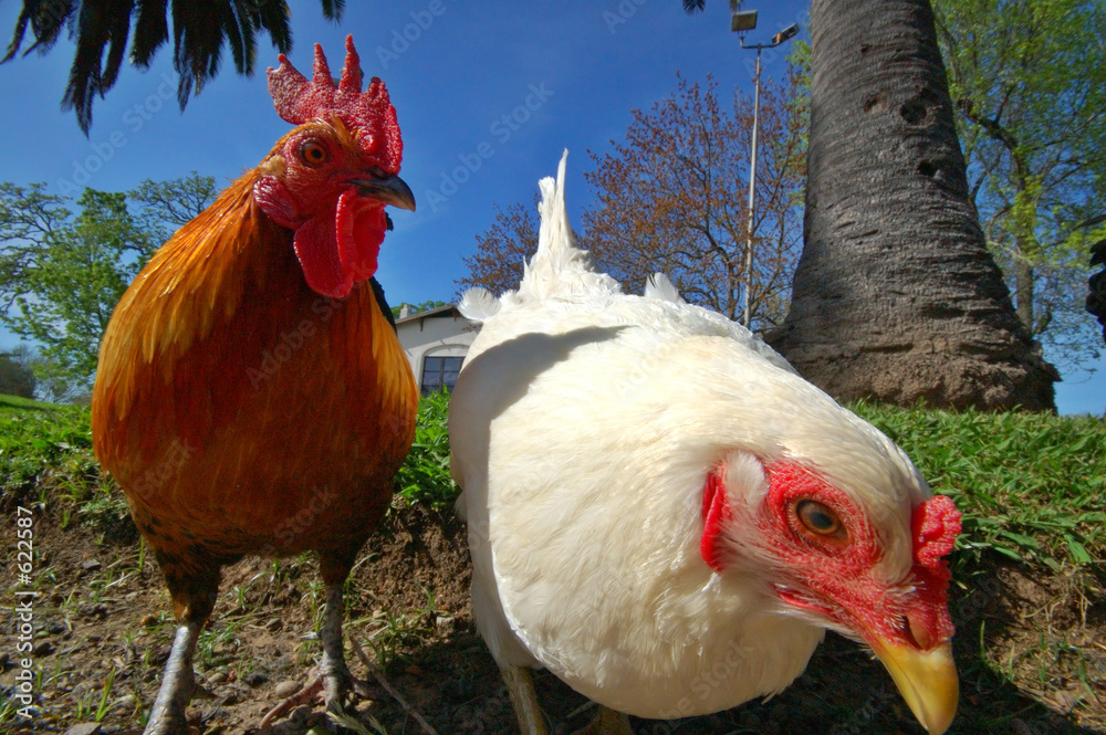 Valokuva hen and rooster
